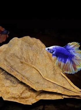 5/25/50pcs Natural Catappa Leaves Almond Leaf Fish Cleaning