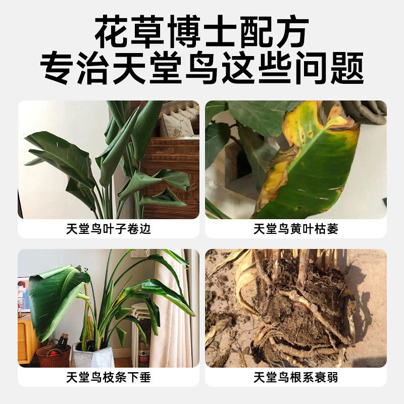 天堂鸟专用营养液肥料绿植黄叶卷边家用盆栽花卉植物通用型花肥料,淘宝优惠券,粉丝福利购,淘宝优惠卷