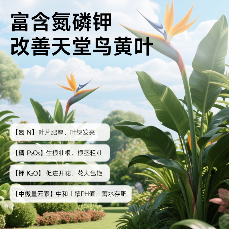 星宸花草博士天堂鸟专用营养液肥料绿植黄叶卷边盆栽植物通用肥料