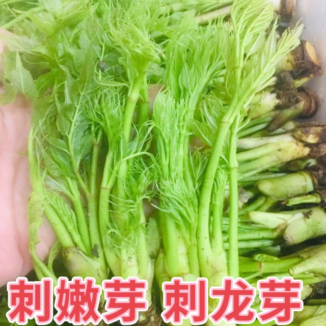 【顺丰快递】东北辽宁新鲜野菜刺嫩芽刺龙芽一份三斤装 - 图2