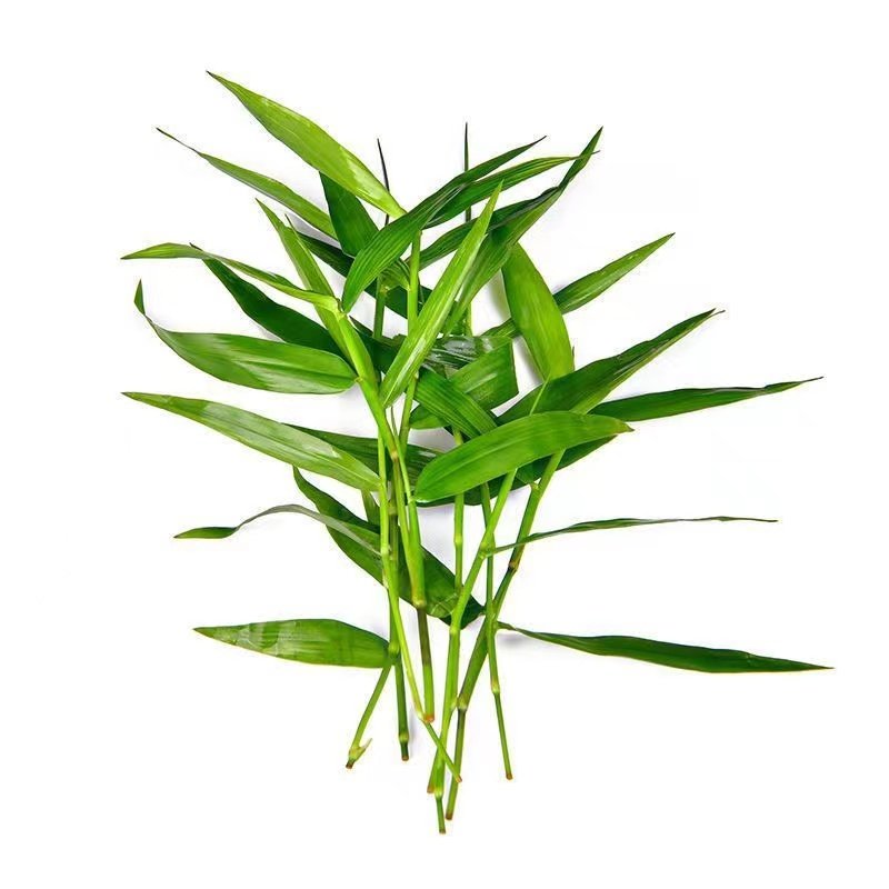 南美青竹水草坨草鱼缸净化水质新手养阴性水族箱鱼缸造景后景布景,淘宝优惠券,粉丝福利购,淘宝优惠卷