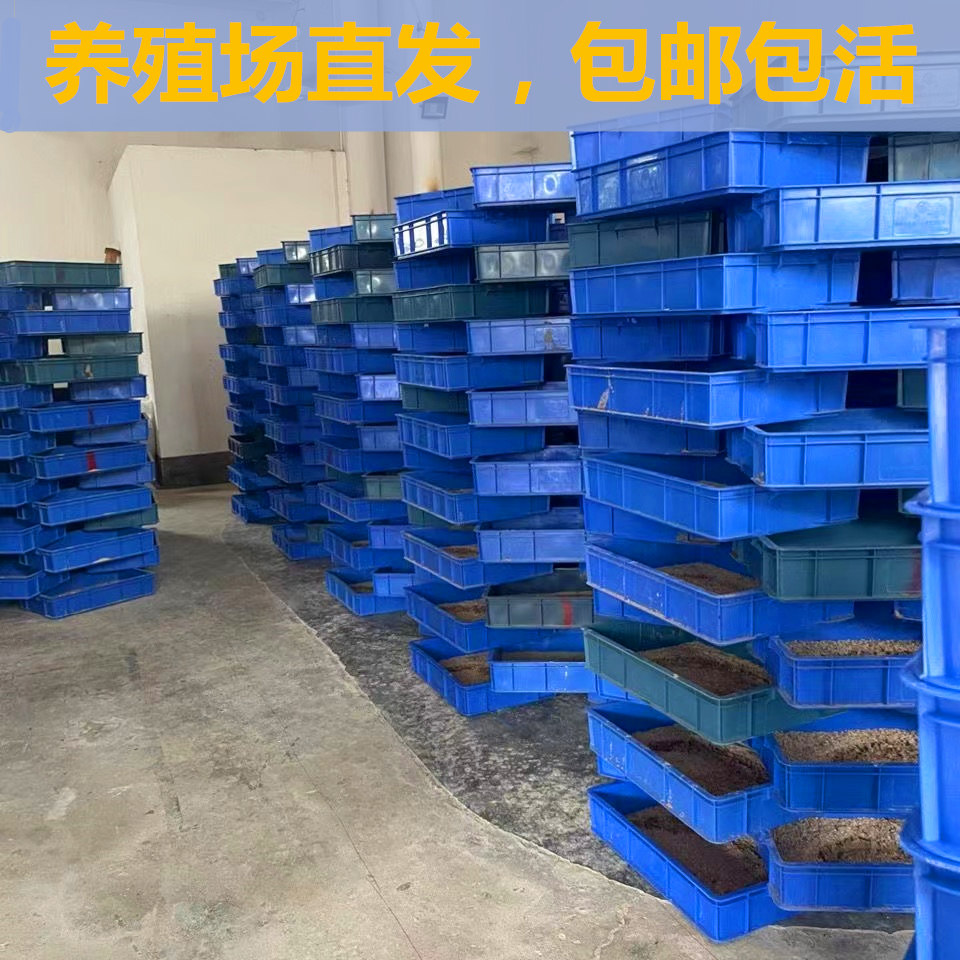 大麦虫活虫鲜活面包虫大号黄粉虫金龙鱼鱼食八哥画眉鸟食活体虫子 - 图0