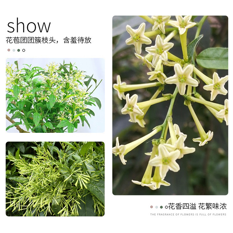 浓香夜来香盆栽花树苗驱蚊夜来香九里香绿植花卉植物阳台室内花苗 - 图1