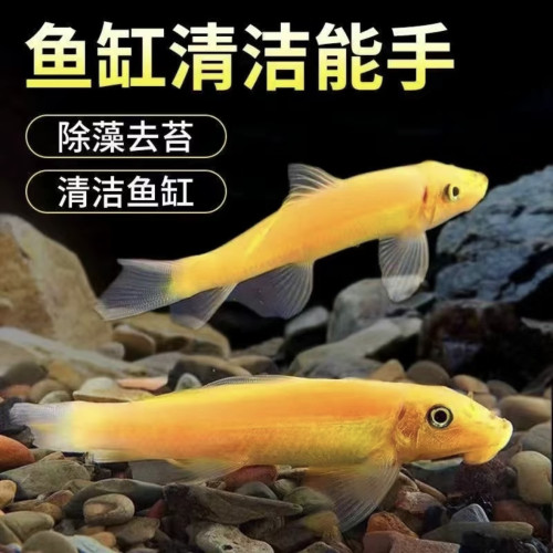金苔鼠清洁鱼缸清道夫鱼金热带苔鼠观赏鱼青苔垃圾老鼠除藻工具 - 图1