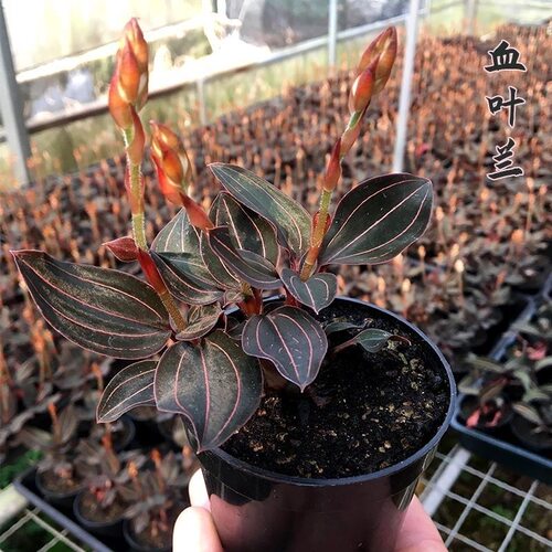 公石松血叶兰盆栽兰公石蚕林种植苗金线莲石面莲室内绿植 - 图1