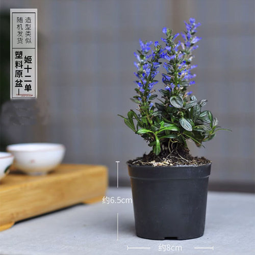 带花苞姬十二单单筋骨草日本山野草巧克力色叶蓝花植物耐寒耐热 - 图2