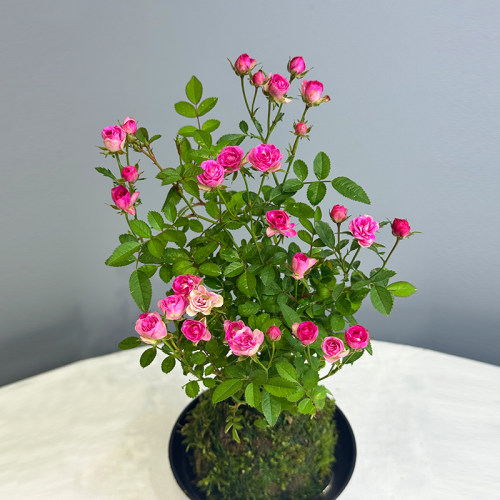 水培带花苞苔藓球超微月季四季开花迷你阳台净化空气桌面绿花卉 - 图1