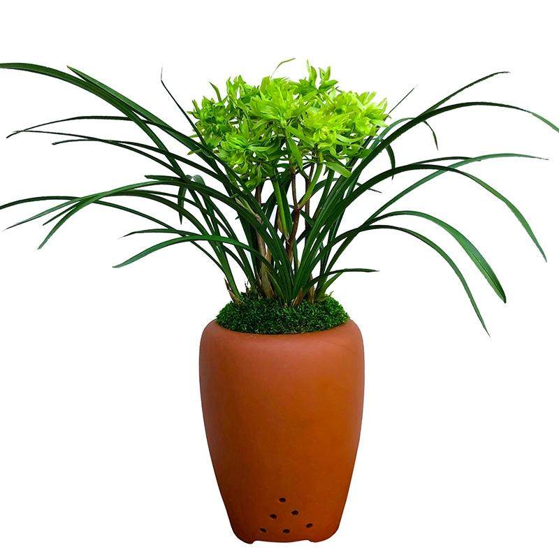 带花苞兰花苗【花开富贵】名品浓香型春兰奇花兰花苗室内盆栽植,淘宝优惠券,粉丝福利购,淘宝优惠卷