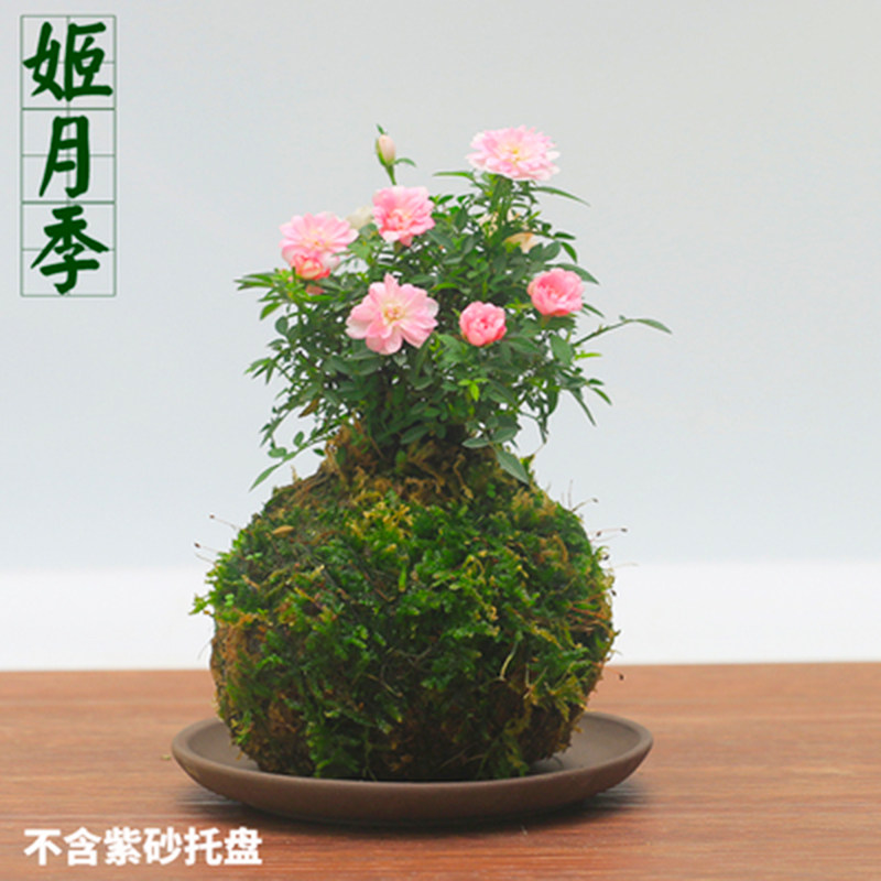 带花苞开花四季迷你超微型月季苔藓球玫瑰姬月季阳台桌面绿植花卉,淘宝优惠券,粉丝福利购,淘宝优惠卷