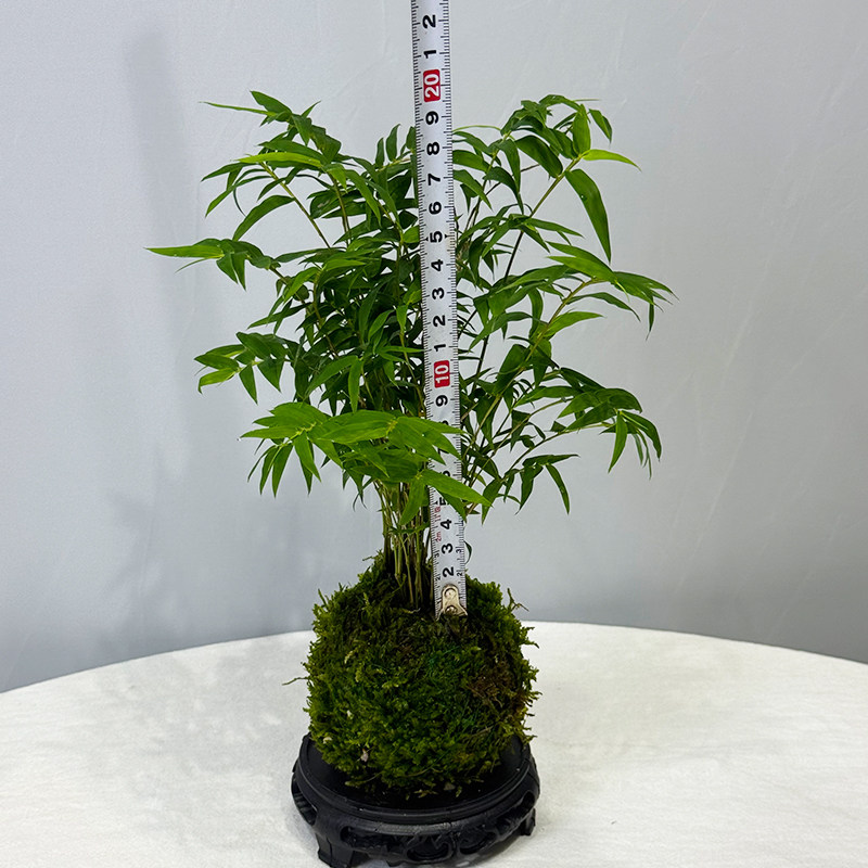 矮种米竹水培苔藓球红观音竹植物室内盆栽微盆景竹观赏竹四季常青,淘宝优惠券,粉丝福利购,淘宝优惠卷