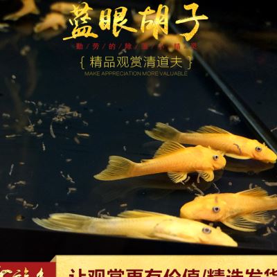 水族乡蓝眼大胡子 工具鱼除藻异型黄金胡子鱼热带鱼除藻能手 - 图1