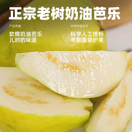 顺丰包邮广东奶油白心芭乐新鲜番石榴当季水果出口品质软糯香甜5 - 图0