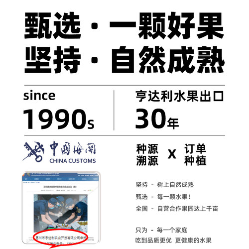 顺丰包邮广东奶油白心芭乐新鲜番石榴当季水果出口品质软糯香甜5 - 图3