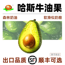 (All girls Direct sowing room) Butter Fruits Large Fruits Fresh Fruit Yunnan Haas should be made of avocado whole box