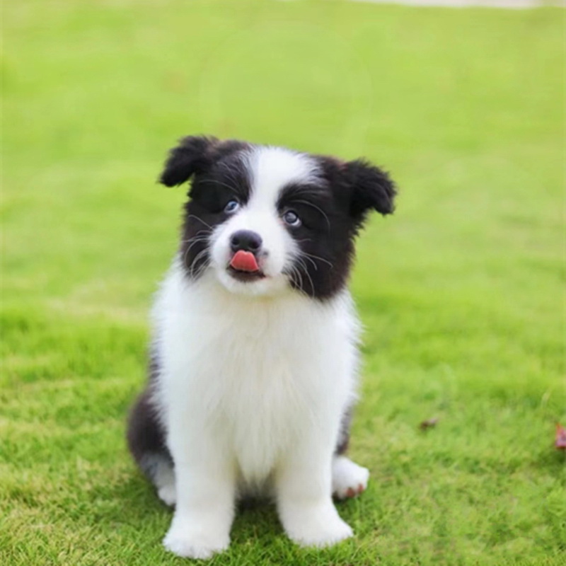 冠军级双血统边牧小狗幼犬纯种活物宠物狗CKU犬舍赛级边境牧羊犬 - 图2