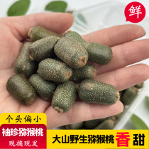 Wild Little Macaque Peach Fresh Chieca Golden Finger Pocket Macaque Walnut Warhead Special Little Gooseberry cat milk