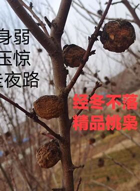正宗毛桃核东南枝树上摘果恋枝桃桃奴野生桃枭毛桃真正的桃枭原皮