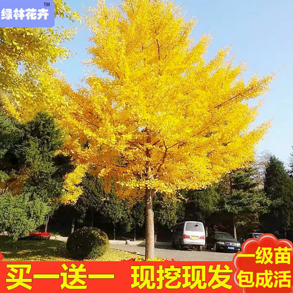 杏樹苗木 Top 0件杏樹苗木 22年11月更新 Taobao 杏樹苗木 Top 0件杏樹苗木 22年11月更新 Taobao