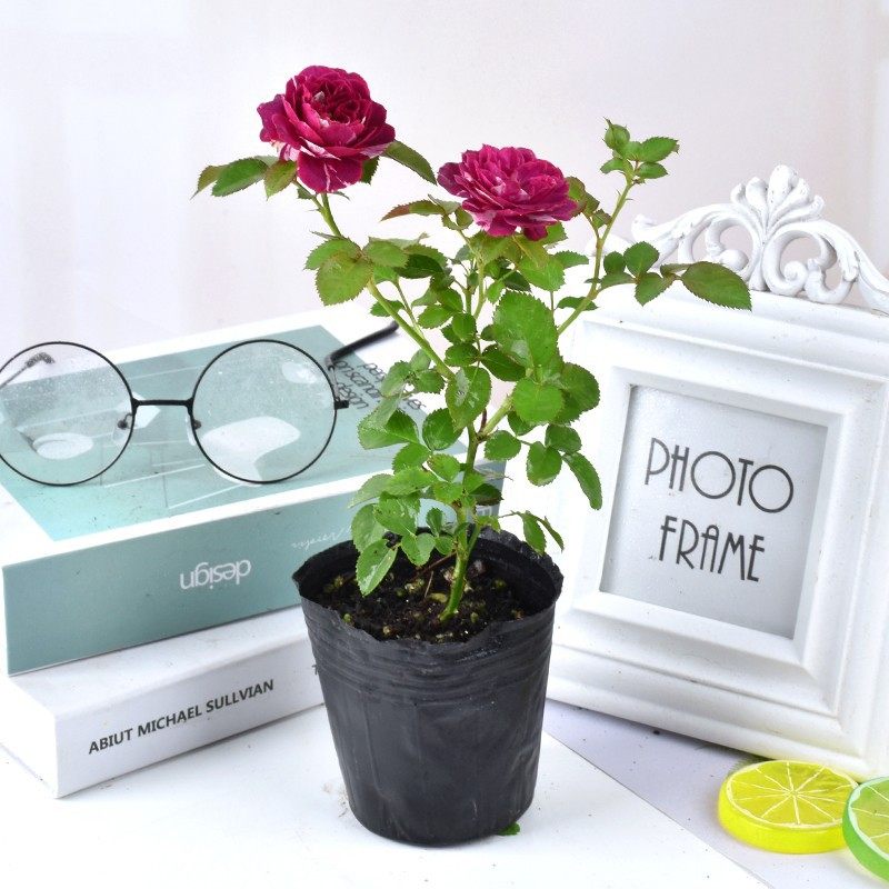 月季花苗爬藤开花植物特大花卉盆栽绿植四季玫瑰果汁阳台藤本蔷薇,淘宝优惠券,粉丝福利购,淘宝优惠卷