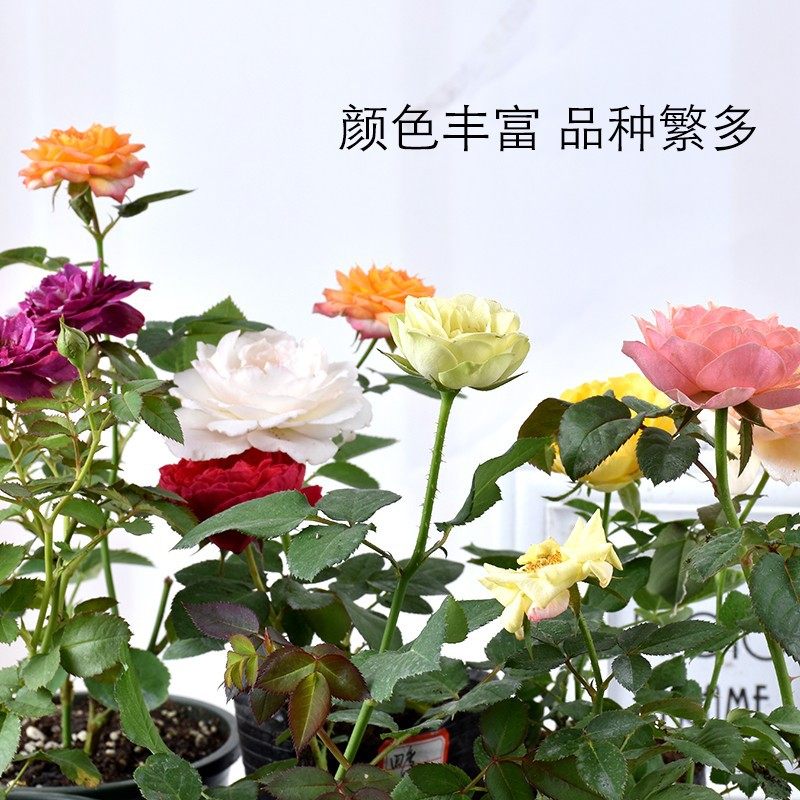 月季花苗爬藤开花植物特大花卉盆栽绿植四季玫瑰果汁阳台藤本蔷薇,淘宝优惠券,粉丝福利购,淘宝优惠卷