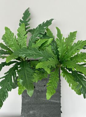 绿植鸟巢蕨波斯叶微景观造景花坛地插植物墙配材家居装饰仿真地插