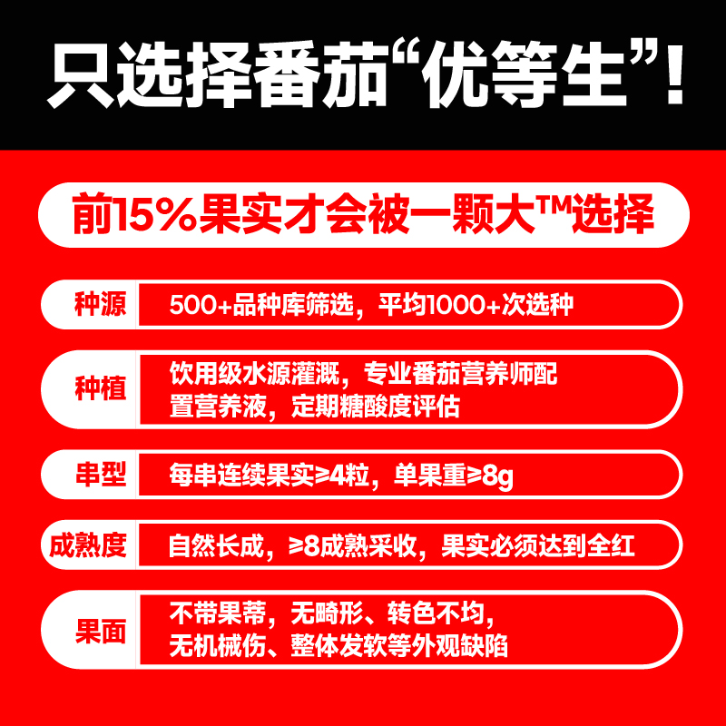 【一颗大】串番茄串收红樱桃番茄小西红柿水果小番茄生吃自然成熟-图0