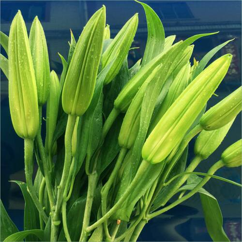 云南直发鲜花重瓣香水百合花混搭家用办公室花束水培插花基地直发 - 图0