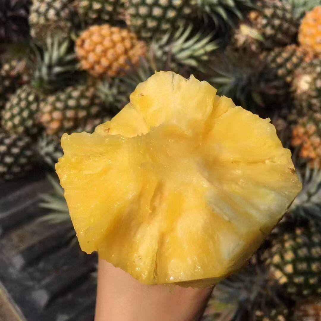海南金钻凤梨新鲜水果树上熟应当季整箱手撕凤梨非菠萝精选,淘宝优惠券,粉丝福利购,淘宝优惠卷