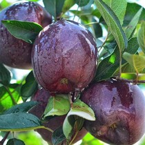 Rare new breed Yunnan Zhaotong black card black drill apple tree seedlings south to grow apple Miao purple and crisp and sweet