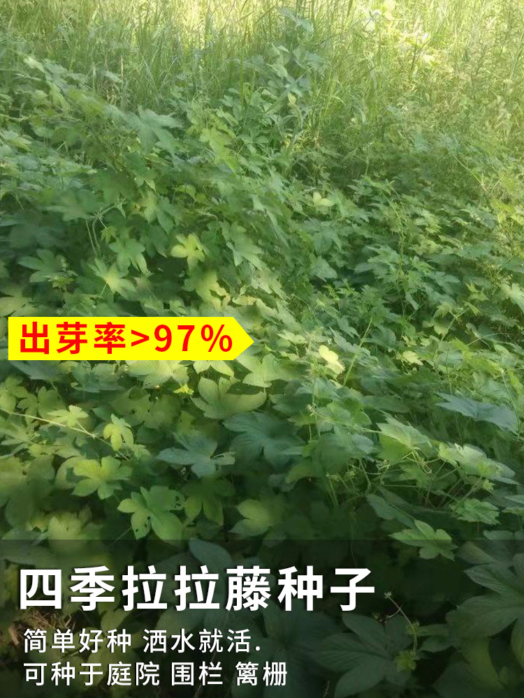 野生葎草花种子拉拉秧藤五爪龙草药材抗旱喜肥粗阳台爬藤粗放管理-图2