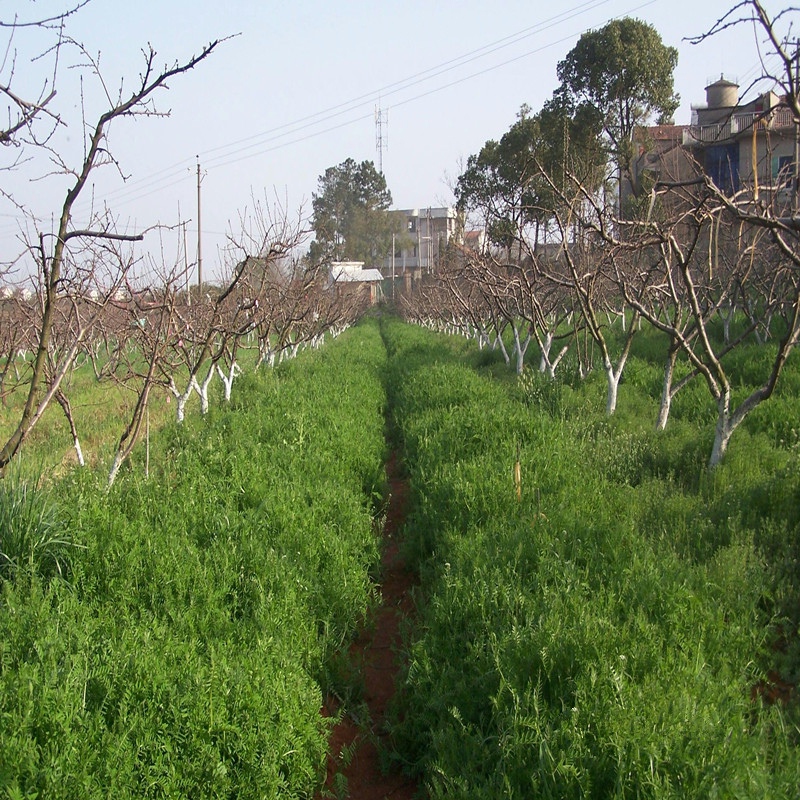 果园绿肥种子光叶紫花苕子长柔毛野豌豆毛苕子蜜源牧草易播北方 - 图0