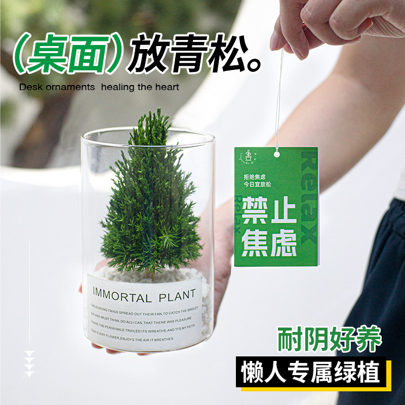 放青松桌面绿植摆件办公室解压盆栽工位情绪稳定植物家居乔迁礼物,淘宝优惠券,粉丝福利购,淘宝优惠卷