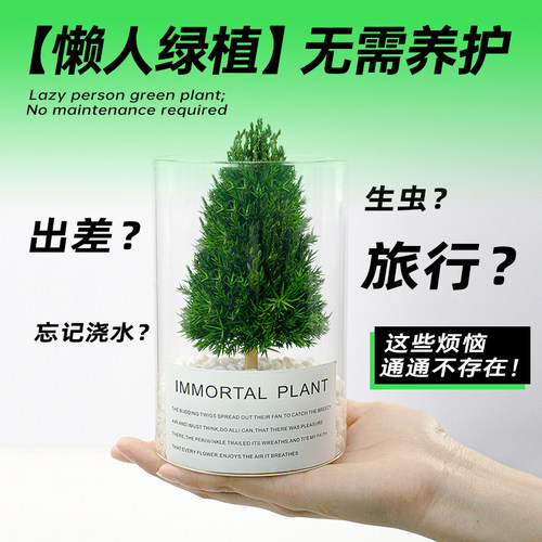 放青松办公室桌面绿植工位解压神器稳定情绪花卉室内植物生日礼品 - 图2