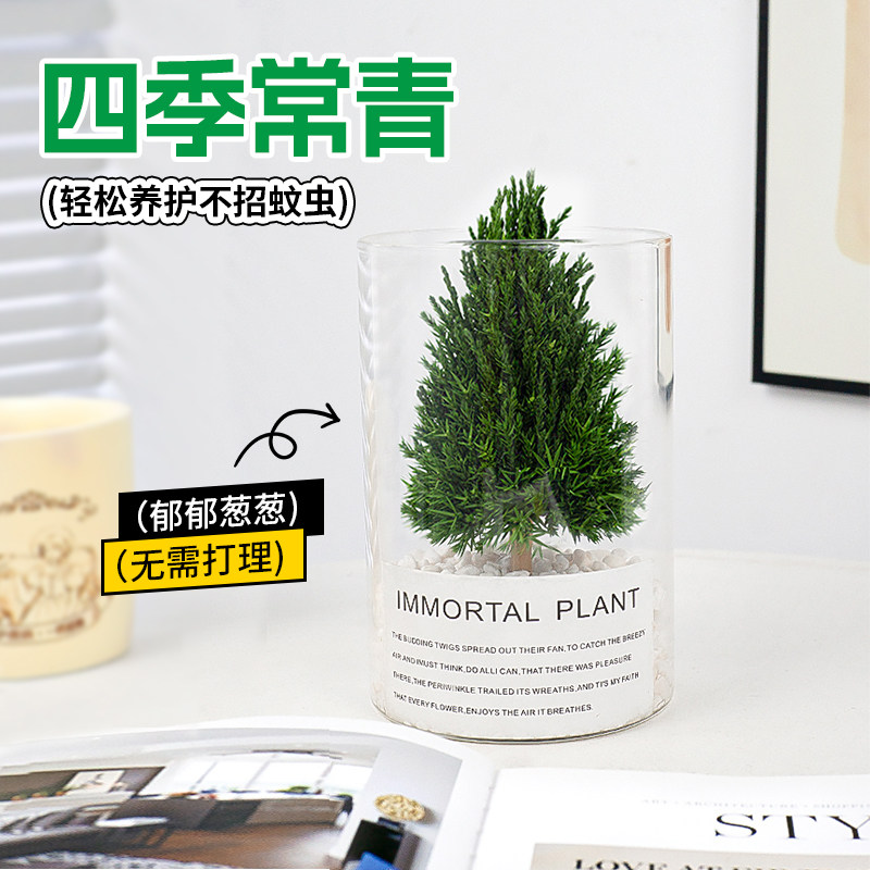 放青松桌面绿植摆件办公室解压盆栽工位情绪稳定植物家居乔迁礼物,淘宝优惠券,粉丝福利购,淘宝优惠卷