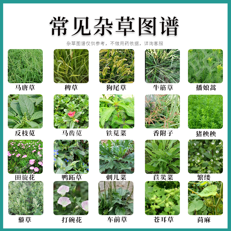 精草胺磷铵盐除草剂果园茶园田埂荒地除草烂根剂农药牛筋草小飞蓬-图0