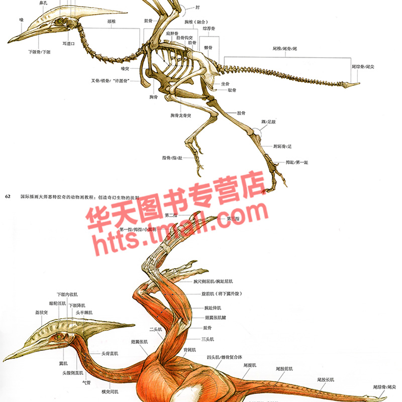 正版 国际插画大师惠特拉奇的动物画教程：创造奇幻生物的法则 星球大战生物设计手稿插画集幻想速写绘画游戏动漫画册艺术中青雄狮 - 图2