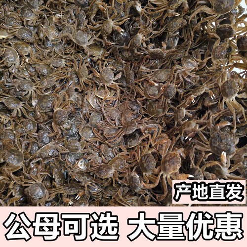 淡水活蟹大闸蟹苗盘锦河蟹苗稻田养殖扣蟹苗毛蟹中华绒螯蟹小螃蟹 - 图1