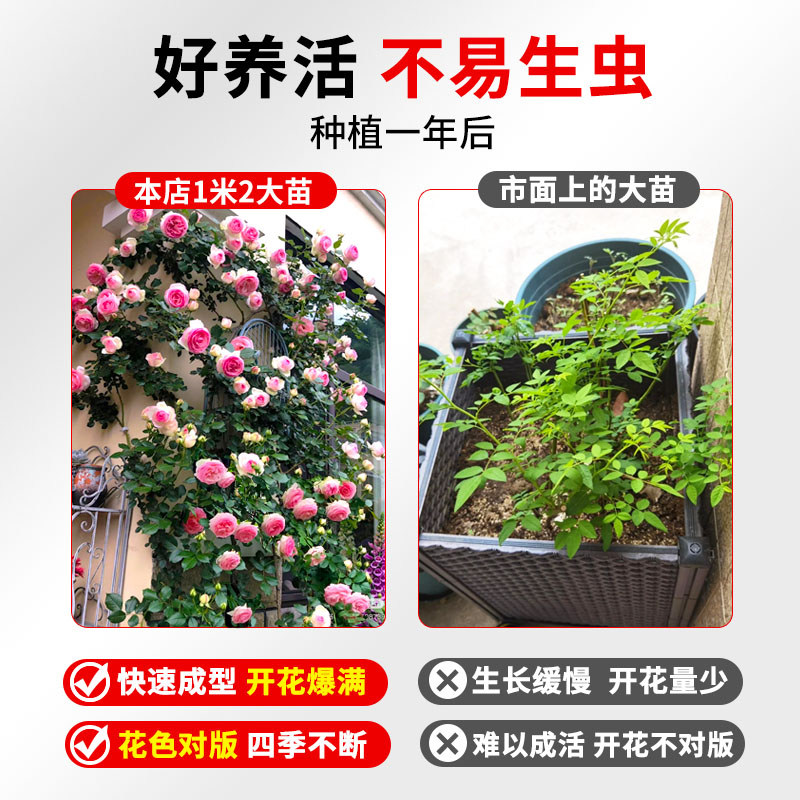 蔷薇花苗藤本月季特大花耐寒庭院爬藤植物四季开花卉玫瑰阳台盆栽,淘宝优惠券,粉丝福利购,淘宝优惠卷