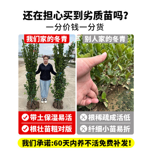 围墙篱笆植物大叶北海道黄杨苗冬青树苗四季常青耐寒庭院绿篱树苗 - 图0