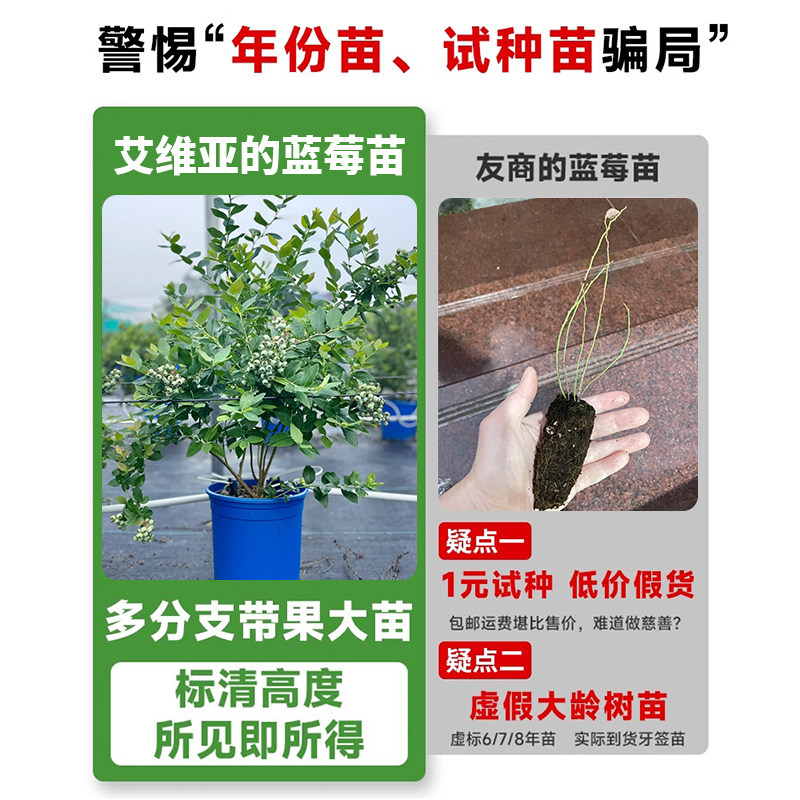 蓝莓树果苗盆栽带果发货阳台南北方种植蓝莓果树苗特大号当年结果,淘宝优惠券,粉丝福利购,淘宝优惠卷