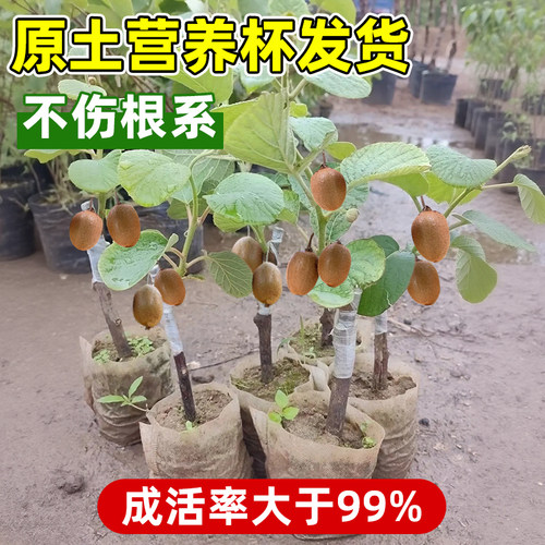 猕猴桃树果苗公母同株红心猕猴桃苗徐香嫁接水果树果苗南北方种植 - 图1