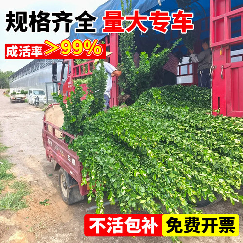 围墙篱笆植物大叶北海道黄杨苗冬青树苗四季常青耐寒庭院绿篱树苗 - 图1