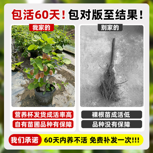 猕猴桃树果苗公母同株红心猕猴桃苗徐香嫁接水果树果苗南北方种植 - 图0