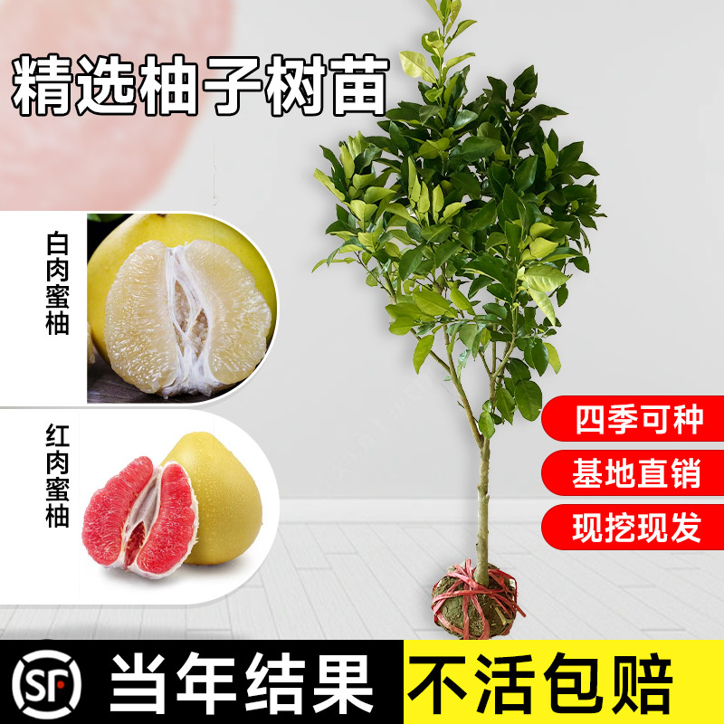 柚子树苗正宗嫁接红心蜜柚苗盆栽地栽南北方种植庭院植物当年结果 - 图3