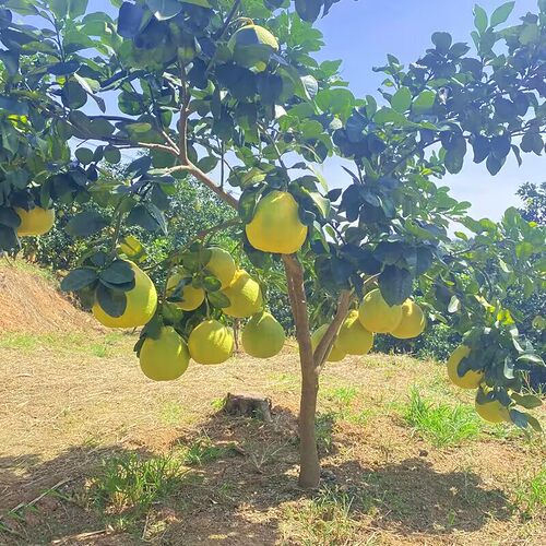 柚子树苗正宗嫁接红心蜜柚苗沙田盆栽地栽南北方种植庭院果树果苗 - 图2