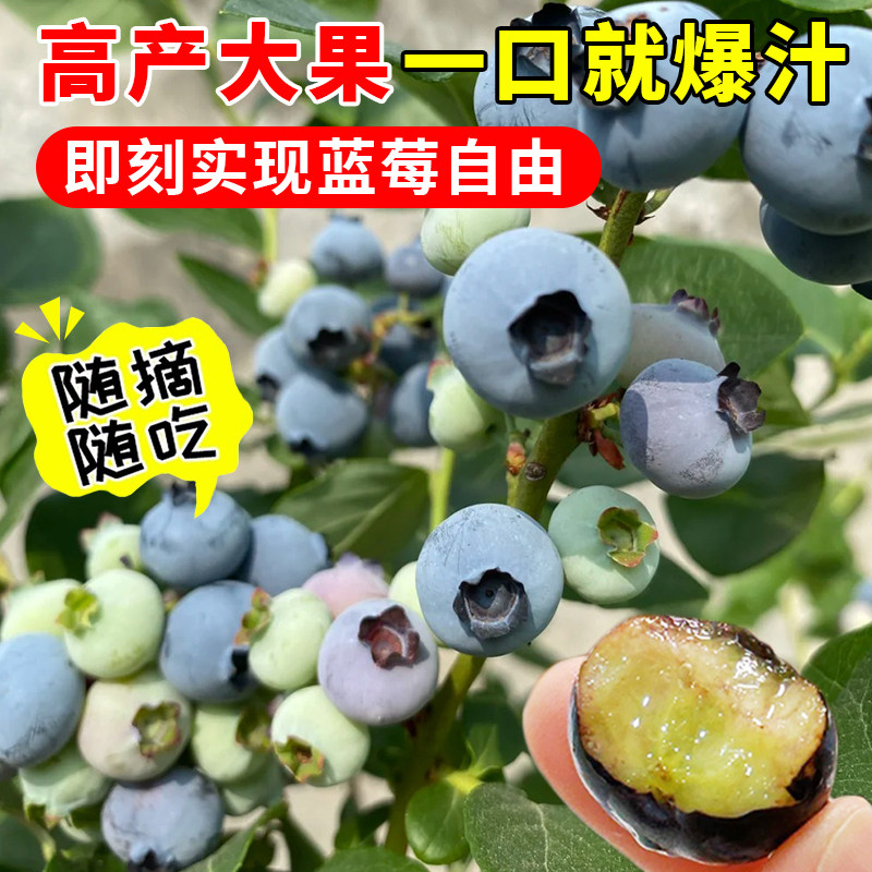 蓝莓树果苗盆栽带果发货阳台南北方种植蓝莓果树苗特大号当年结果,淘宝优惠券,粉丝福利购,淘宝优惠卷