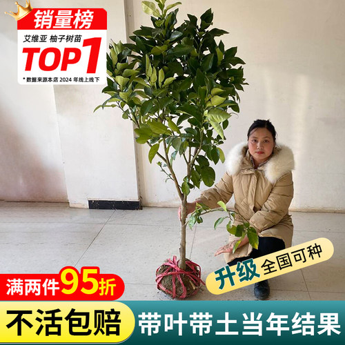 柚子树苗正宗嫁接红心蜜柚苗沙田盆栽地栽南北方种植庭院果树果苗 - 图0