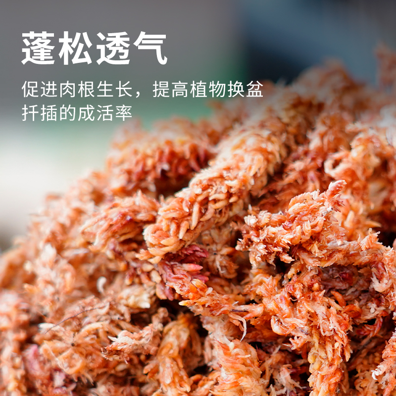 水苔蝴蝶兰专用智利进口毛毛虫水苔干苔藓乌龟造景土兰花专用植料