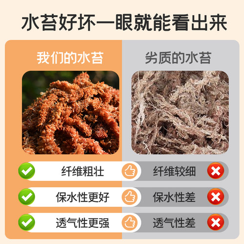 智利进口毛毛虫水苔七星干苔藓蝴蝶兰花专用土基质乌龟冬眠垫材 - 图0
