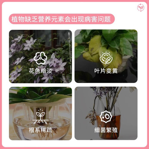 百花泉鲜花保鲜剂花卉水培绿植物富贵竹专用通用型营养液船长花园 - 图0